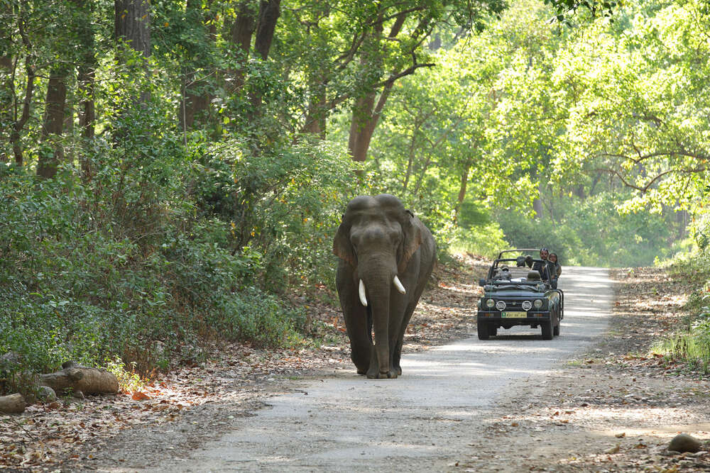 Uttarakhand: Drones capture elephants for the first time in middle Himalayas; numbers increasing in the state Uttarakhand: Drones capture elephants for the first time in middle Himalayas; numbers increasing in the state