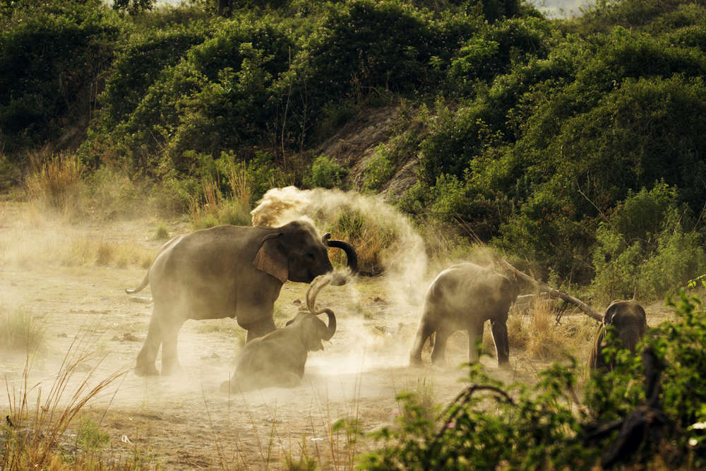Uttarakhand: Drones capture elephants for the first time in middle Himalayas; numbers increasing in the state Uttarakhand: Drones capture elephants for the first time in middle Himalayas; numbers increasing in the state