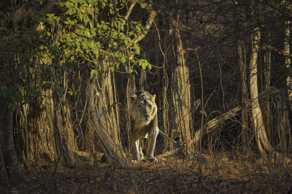 Gir National Park in Gujarat records rise in the number of lions; PM Modi tweets about it Gir National Park in Gujarat records rise in the number of lions; PM Modi tweets about it