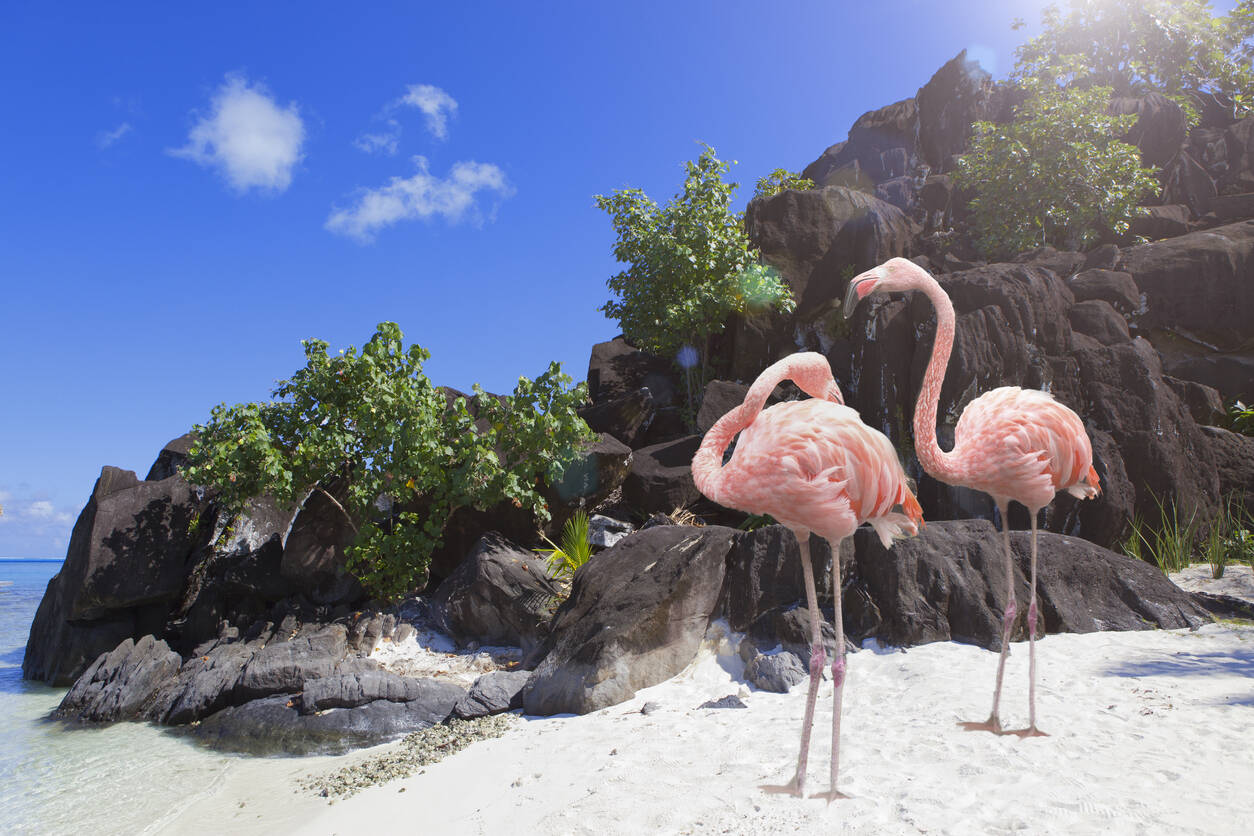 French Polynesia to open for international tourism from July 15 French Polynesia to open for international tourism from July 15