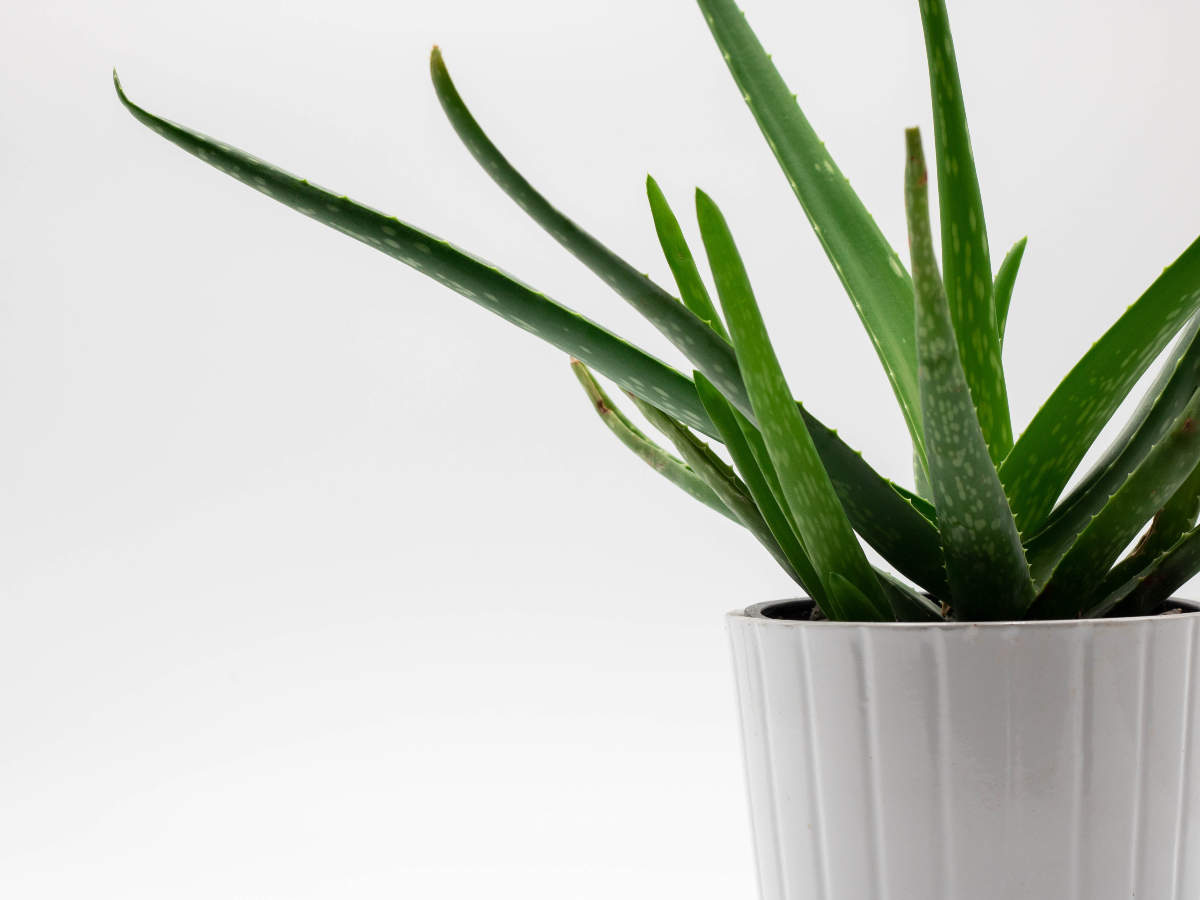 All the good uses of aloe vera for your skin and hair   The Times ...