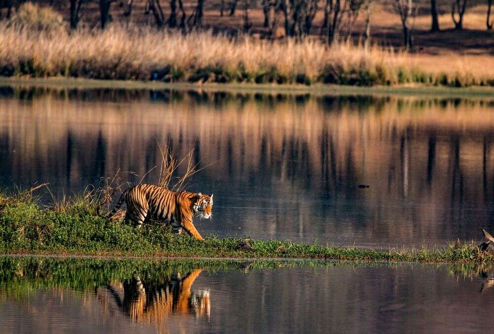 Madhya Pradesh reopens national parks from today Madhya Pradesh reopens national parks from today