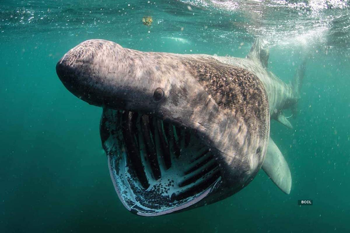 Basking shark