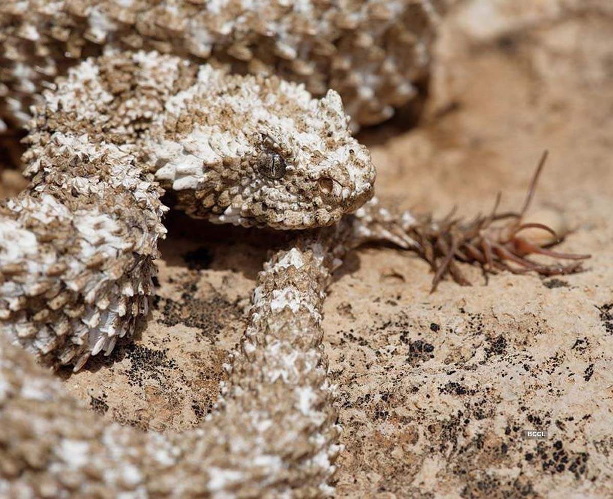Spider-tailed horned viper