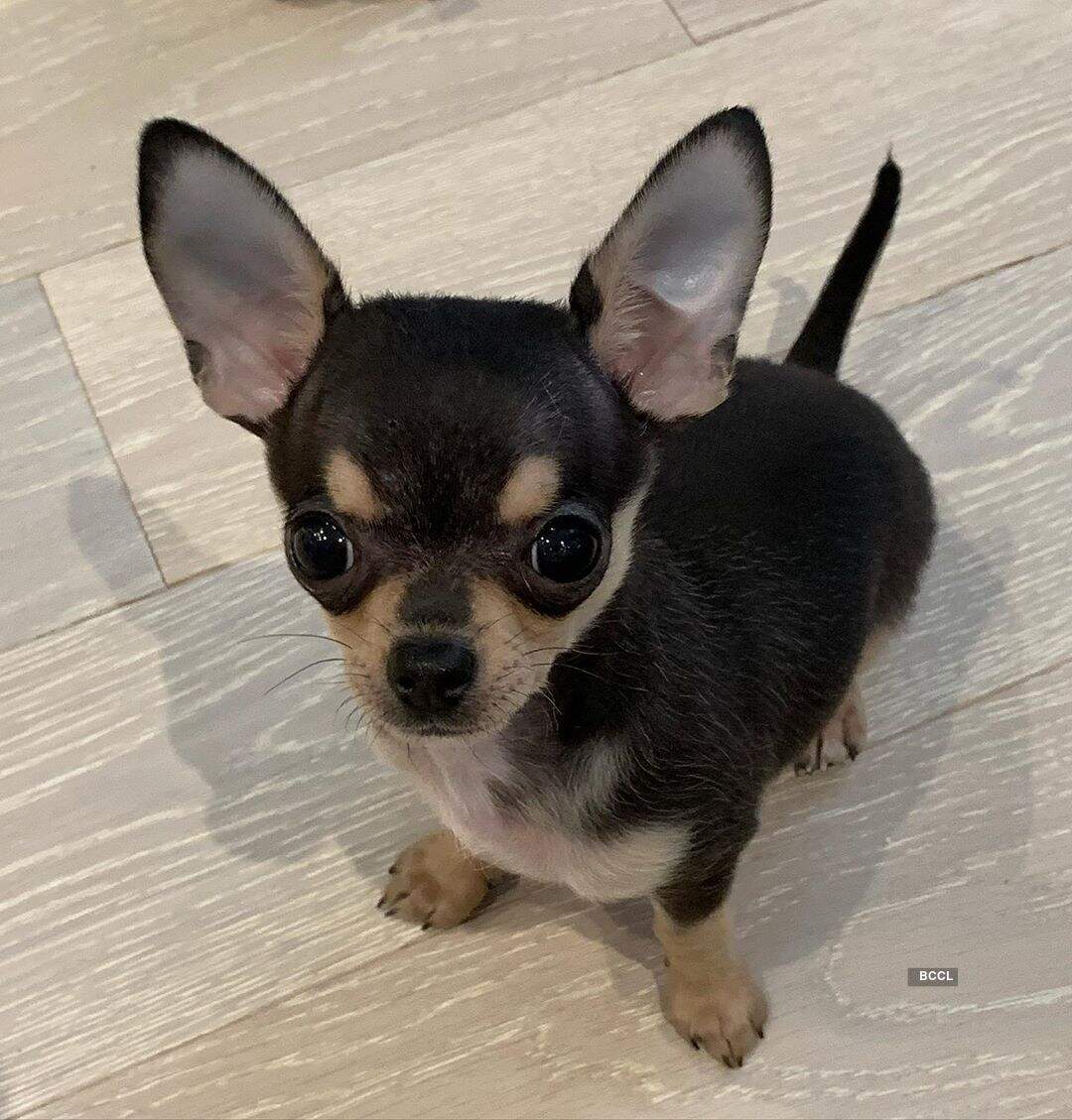 Chihuahua