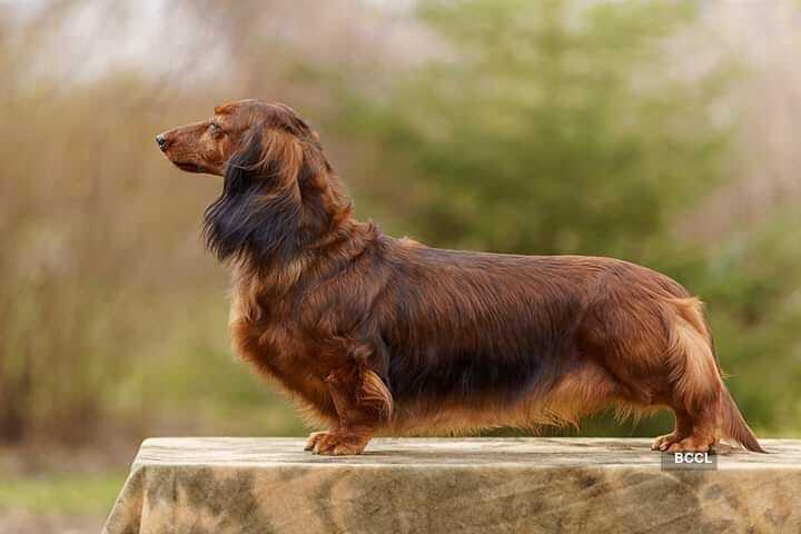 Dachshund