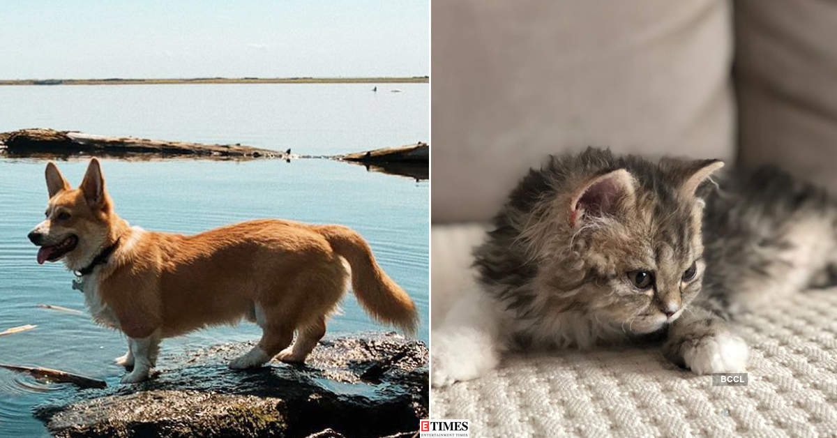 These adorable breeds of dogs and cats are not more than 12 inches