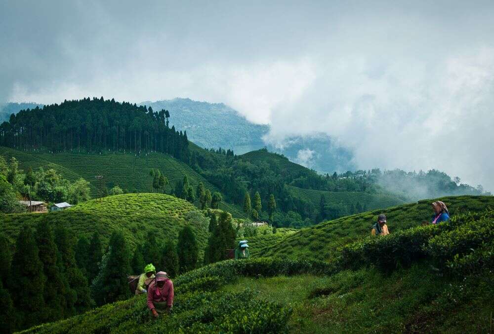 Darjeeling is all ready to welcome tourists from July 1 Darjeeling is all ready to welcome tourists from July 1