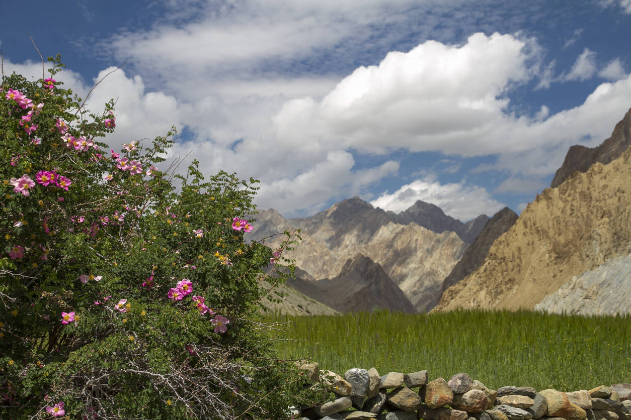 Spotting wildflowers in the Himalayas; our top five