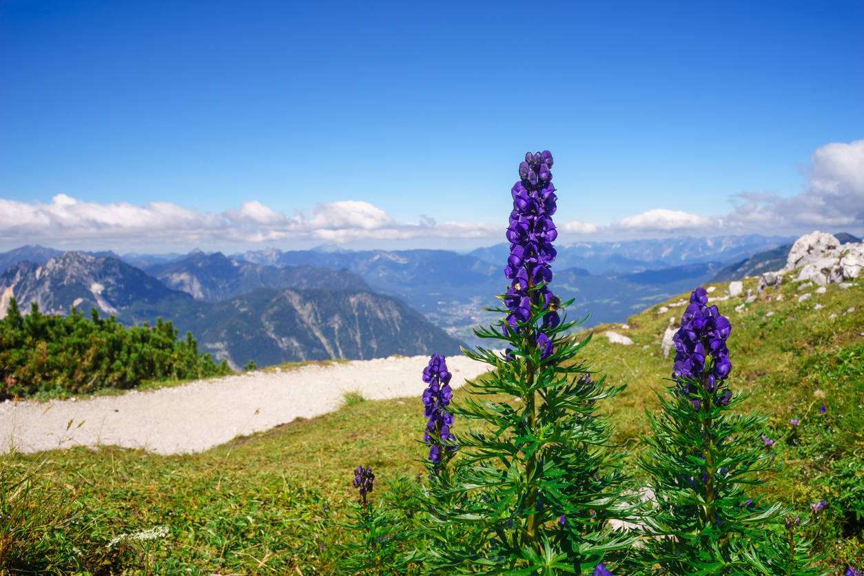 Spotting wildflowers in the Himalayas; our top five