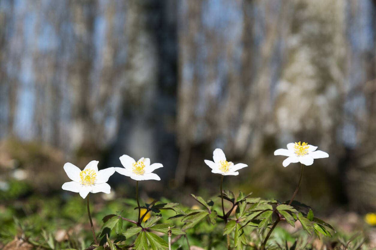 Spotting wildflowers in the Himalayas; our top five