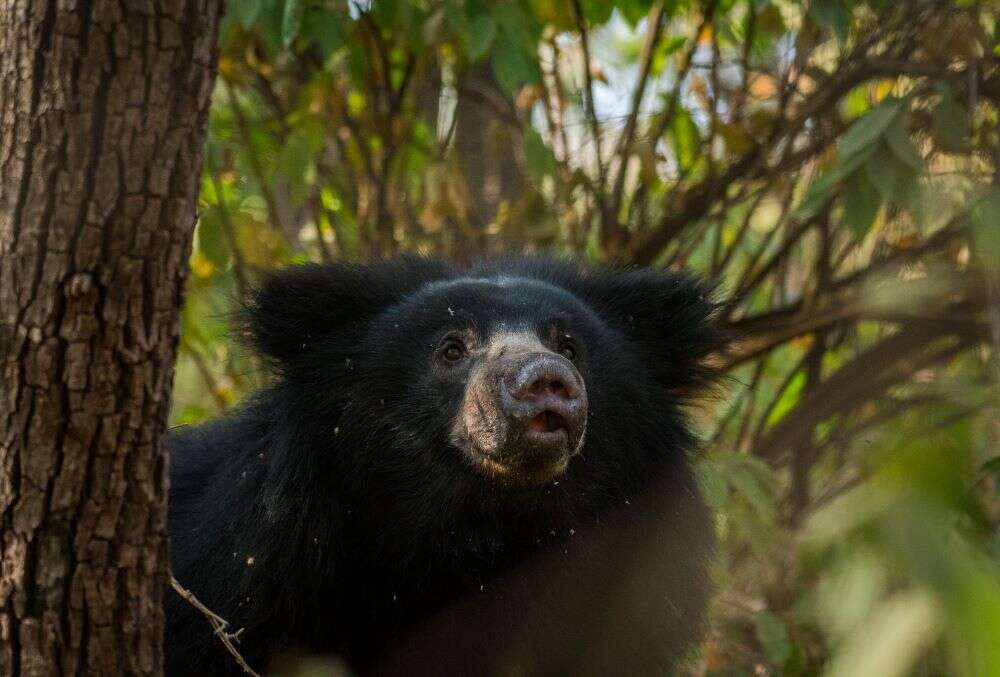 Into the Indian wild: Sloth bear spotted climbing a tree in Andhra Pradesh, and the pics are just too cute to miss! Into the Indian wild: Sloth bear spotted climbing a tree in Andhra Pradesh, and the pics are just too cute to miss!