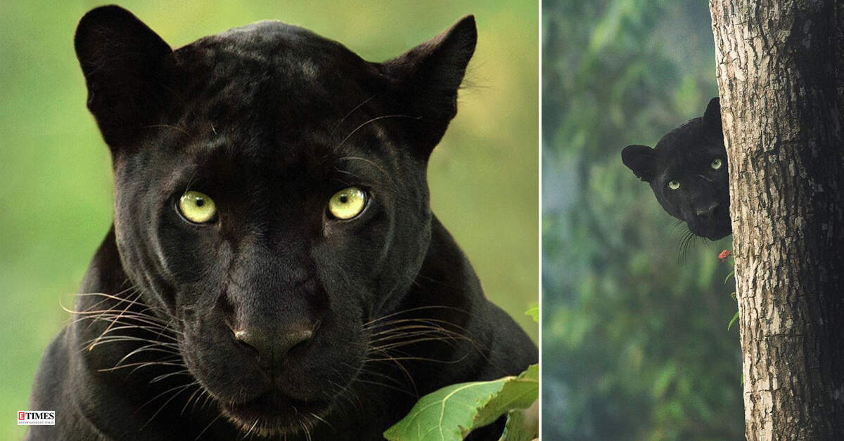  Pictures of animals moving freely during lockdown will surely bring a smile on your face!