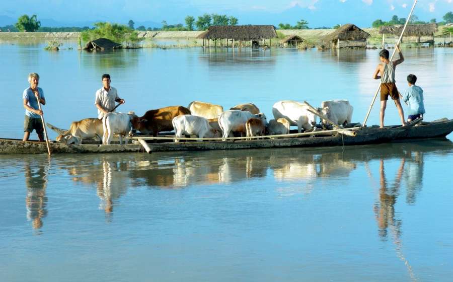 Assam: These pictures show how floods affected the wildlife over the years