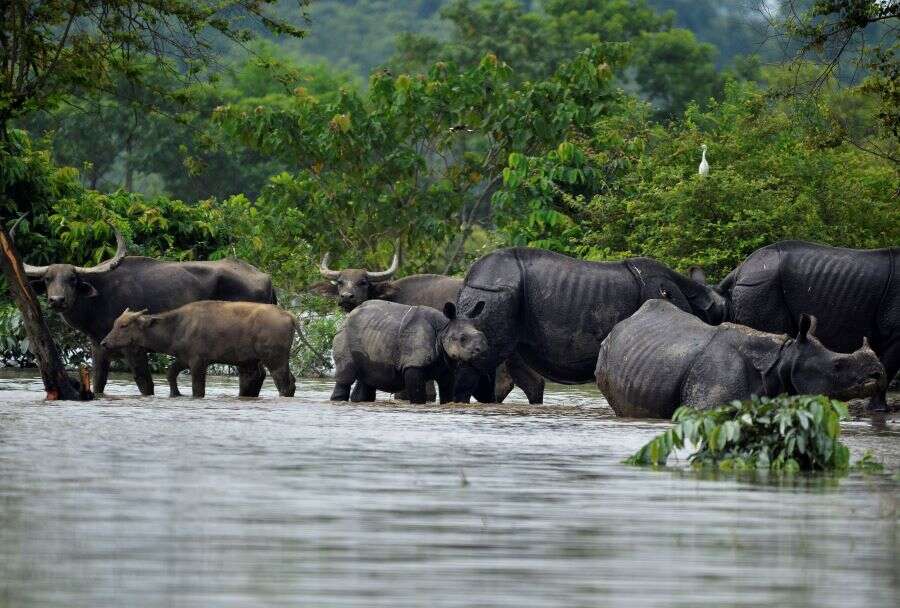 Assam: These pictures show how floods affected the wildlife over the years