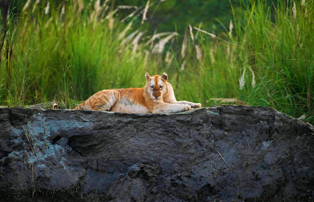 Pictures of animals moving freely during lockdown will surely bring a smile on your face!