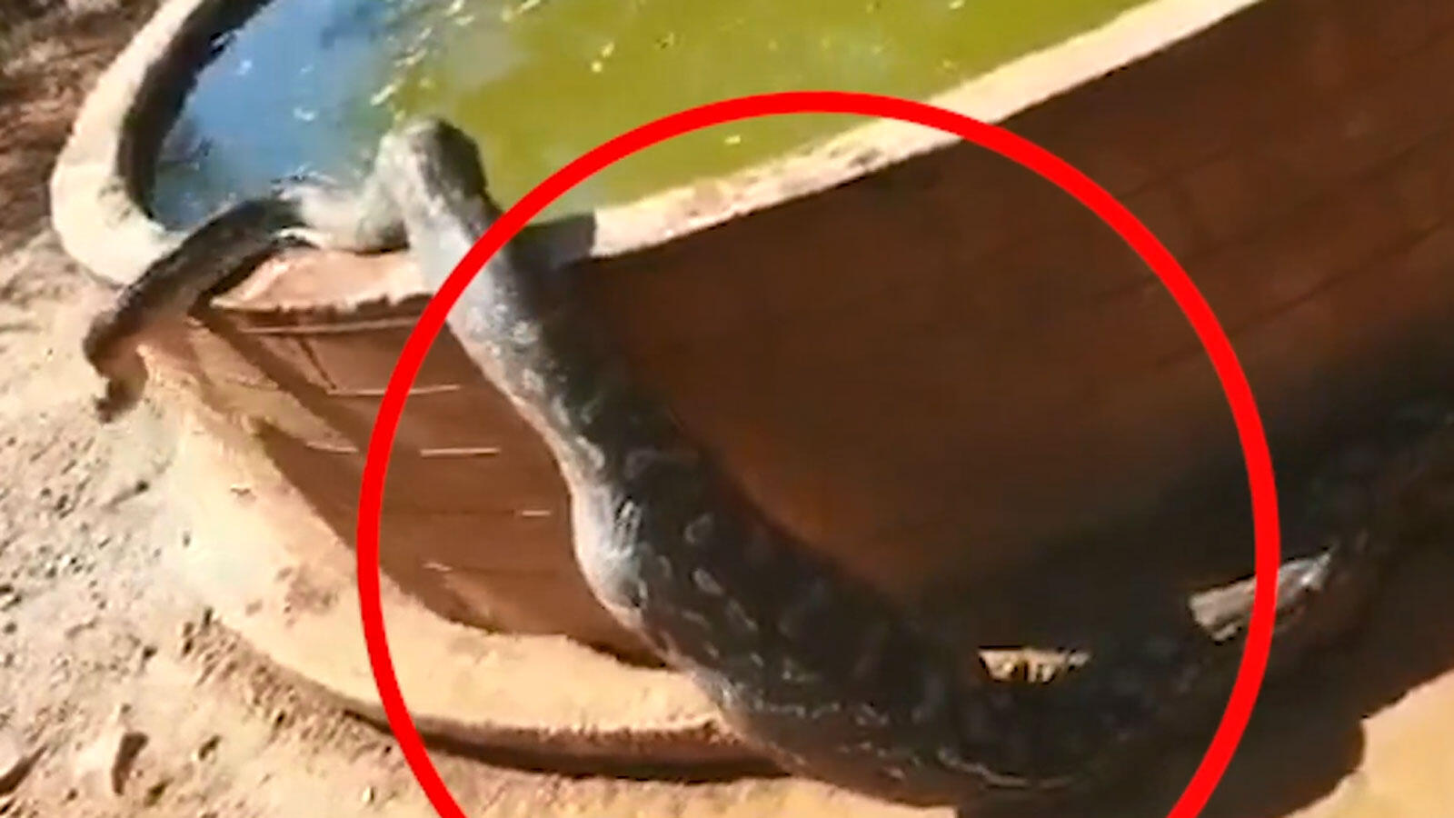 Can you guess this python's latest meal?