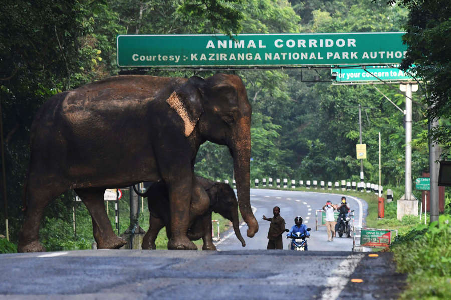 Flood: These pictures show the devastation in Assam