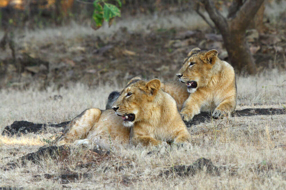 Tourism circuit involving beaches, lions, temples to be developed in Saurashtra Tourism circuit involving beaches, lions, temples to be developed in Saurashtra
