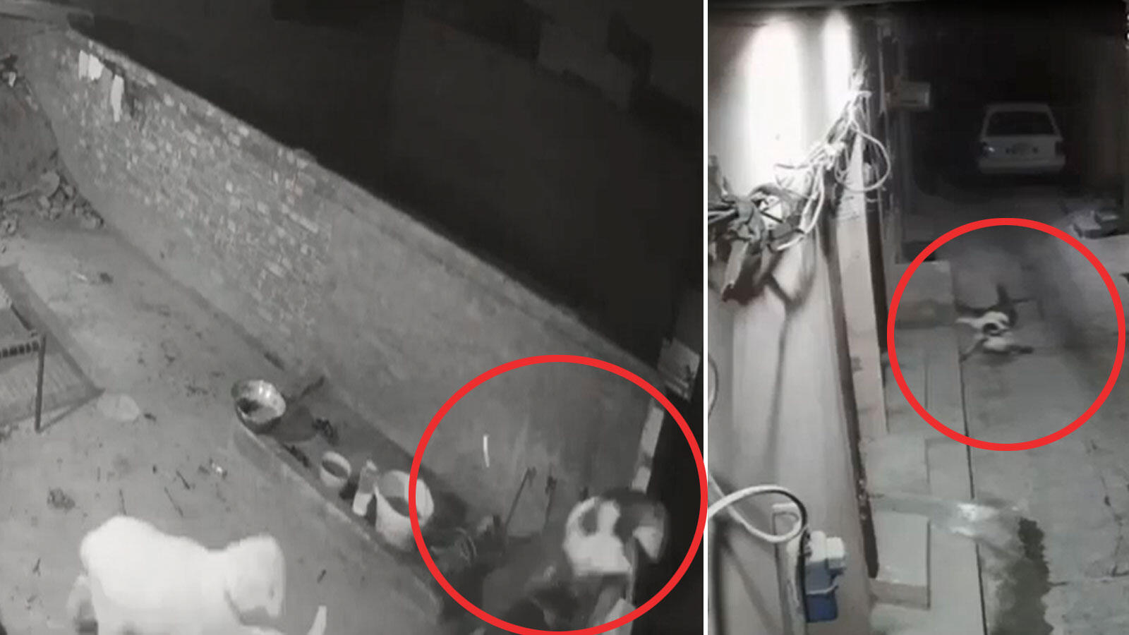 Unfortunate: This goat unknowingly jumped to her death