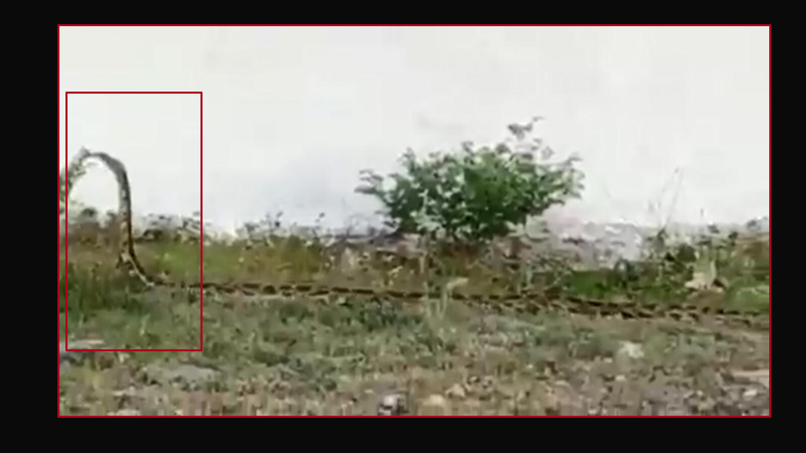 Ever seen a python stand straight?