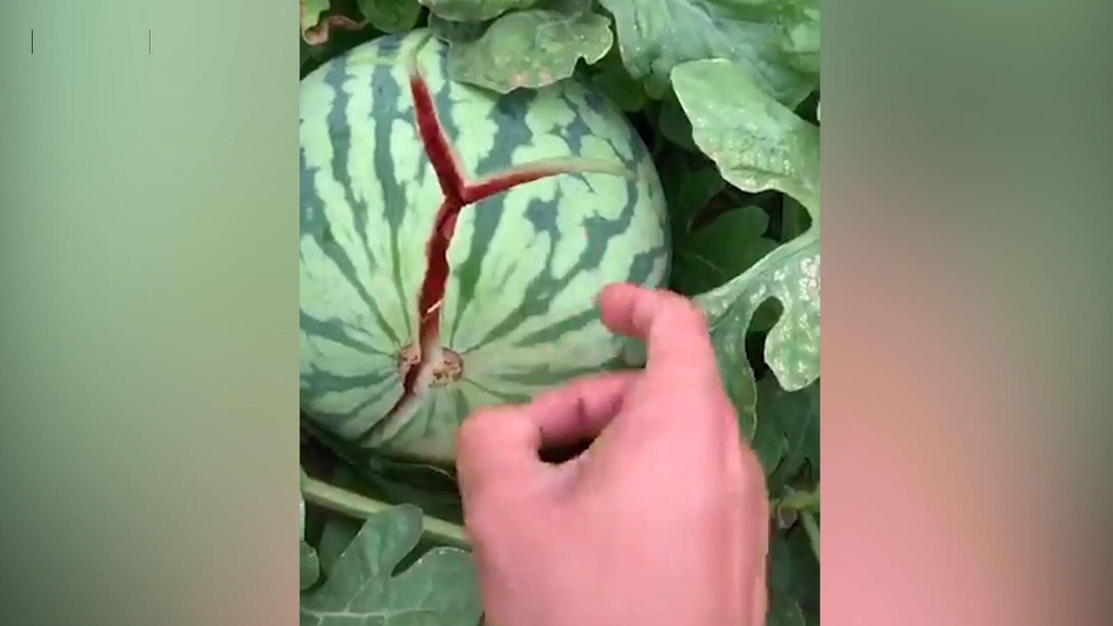 When a toothpick flicked a storm in a watermelon