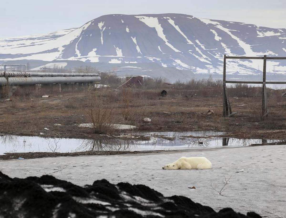 Polar bears may be extinct by 2100, study suggests