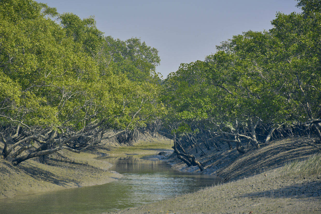 World Conservation Day—a sinking Sundarbans & the goddess of the forest ...
