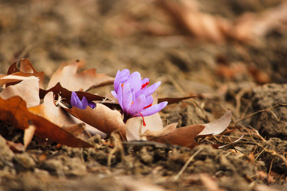 Kashmir’s precious saffron earns the GI tag Kashmir’s precious saffron earns the GI tag