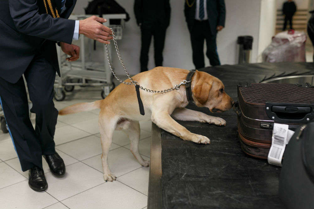 what are airport dogs sniffing for