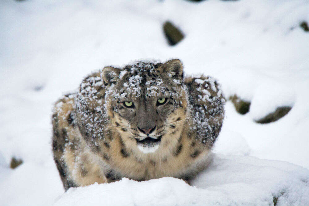 Uttarakhand to develop India’s first snow leopard conservation centre; six city forests to come up soon Uttarakhand to develop India’s first snow leopard conservation centre; six city forests to come up soon