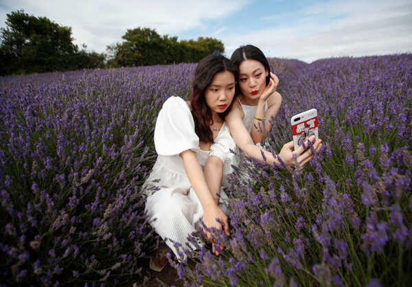 Lavender fields: These spectacular images will blow your mind 