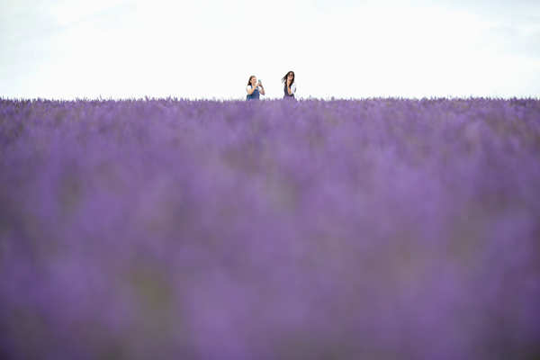 Lavender fields: These spectacular images will blow your mind