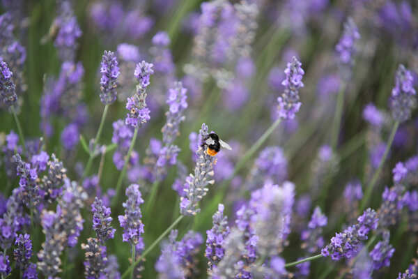 Lavender fields: These spectacular images will blow your mind 
