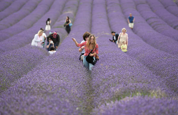 Lavender fields: These spectacular images will blow your mind