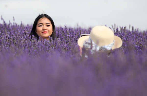 Lavender fields: These spectacular images will blow your mind 