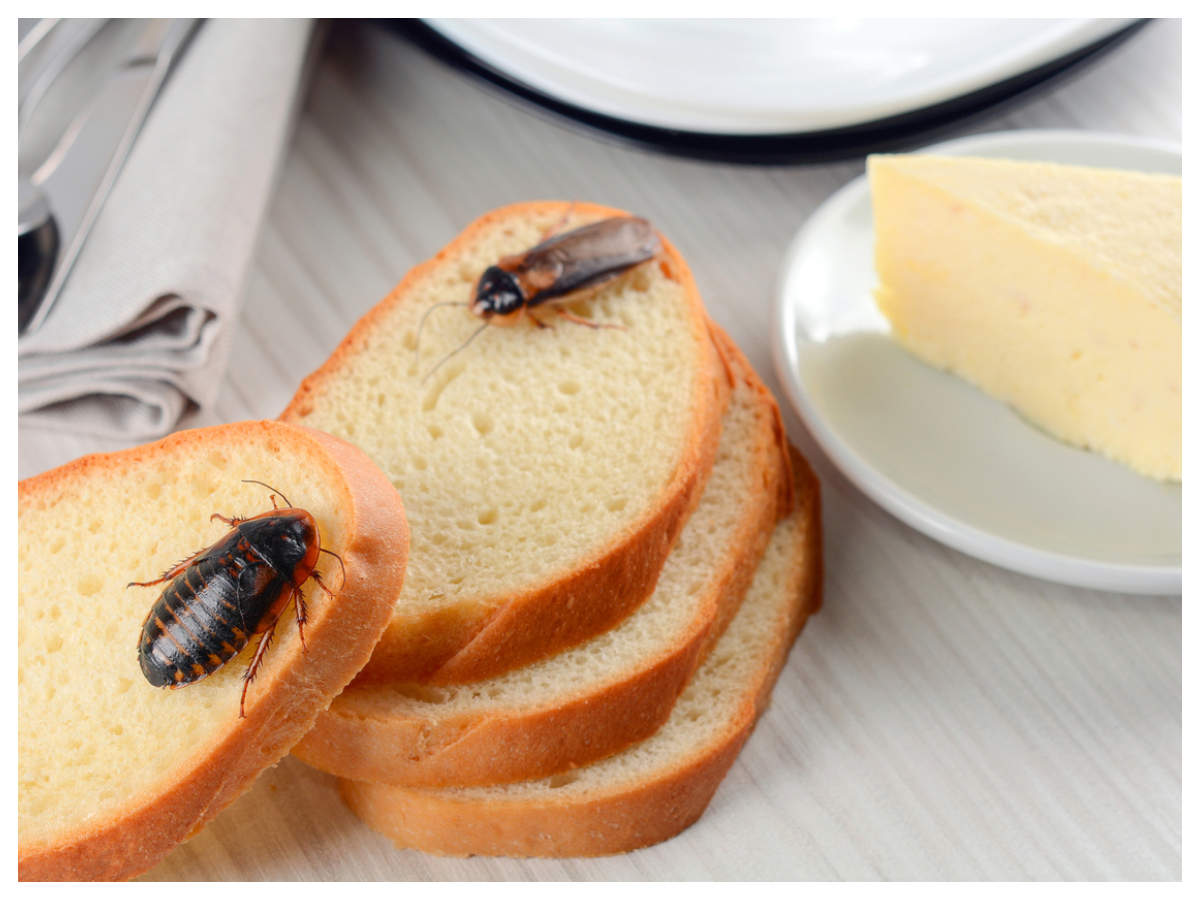 7 Natural Ways to Get Rid of Insects from Your Kitchen