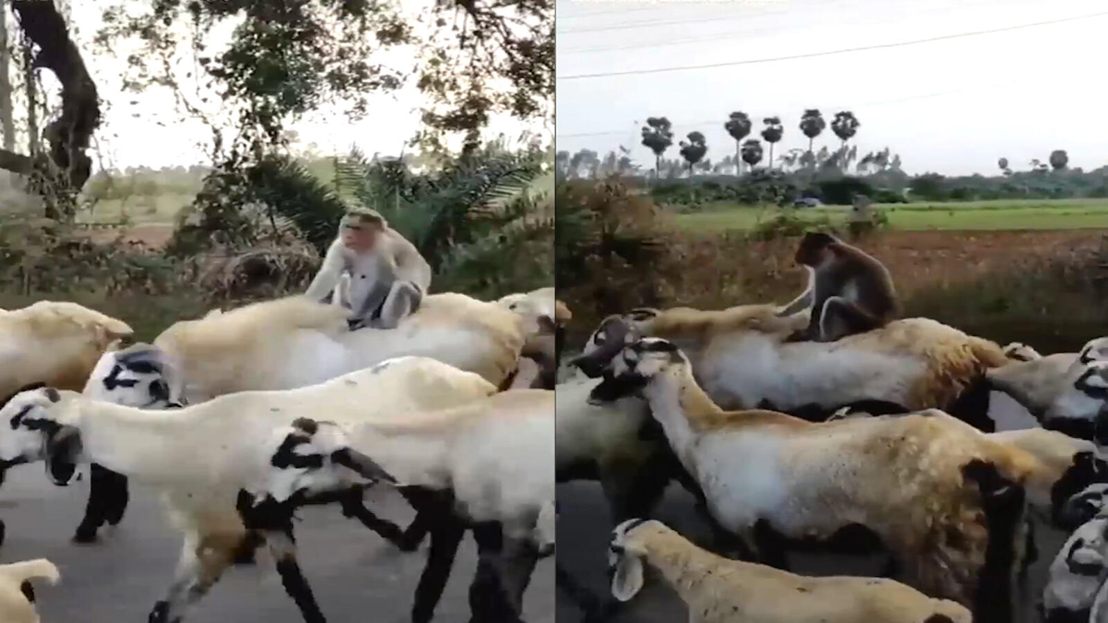 Sheepish monkey rides on the roads