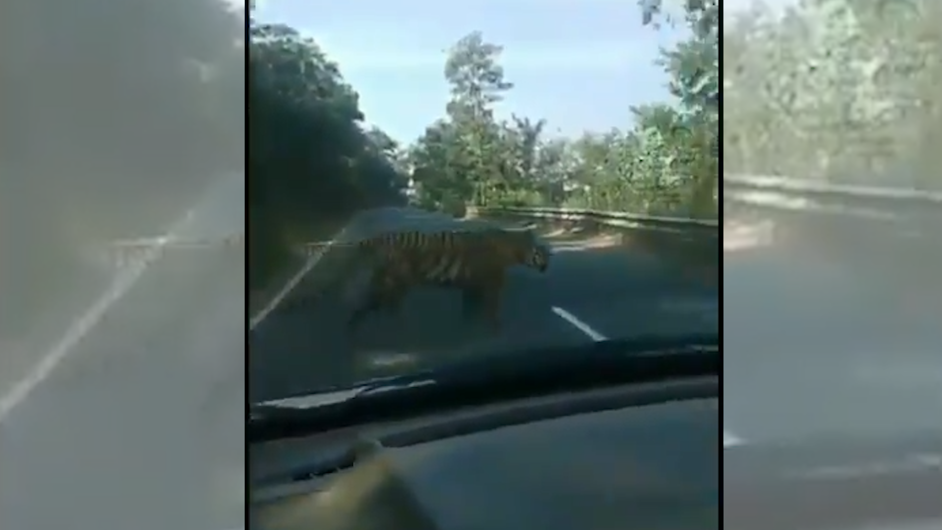 Caught on cam: Tiger looking lost on the road