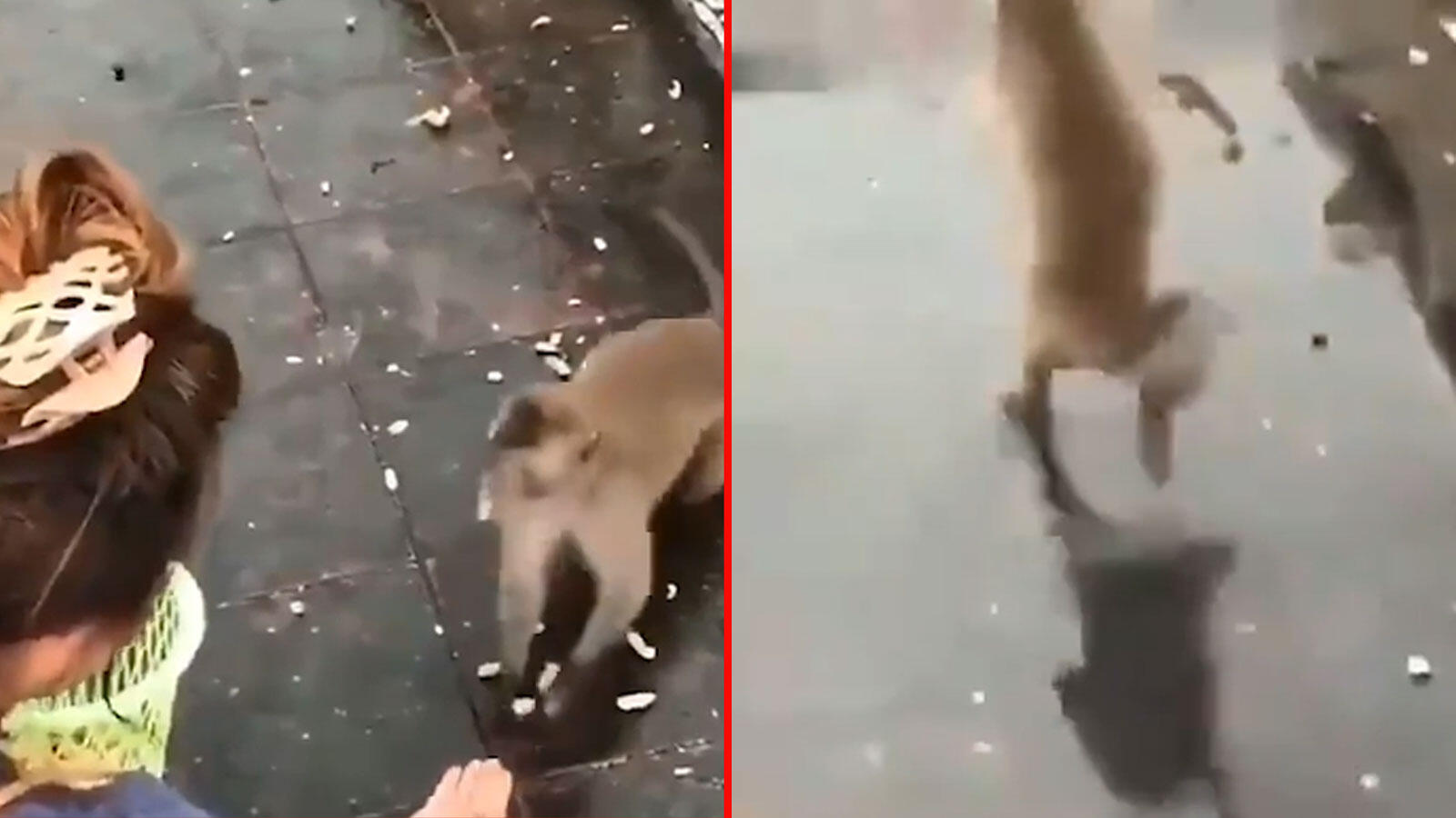 Viral video: When a hungry monkey encountered a slippery spot