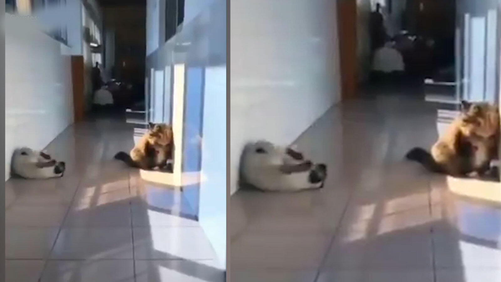 This cat’s tackle was just too good