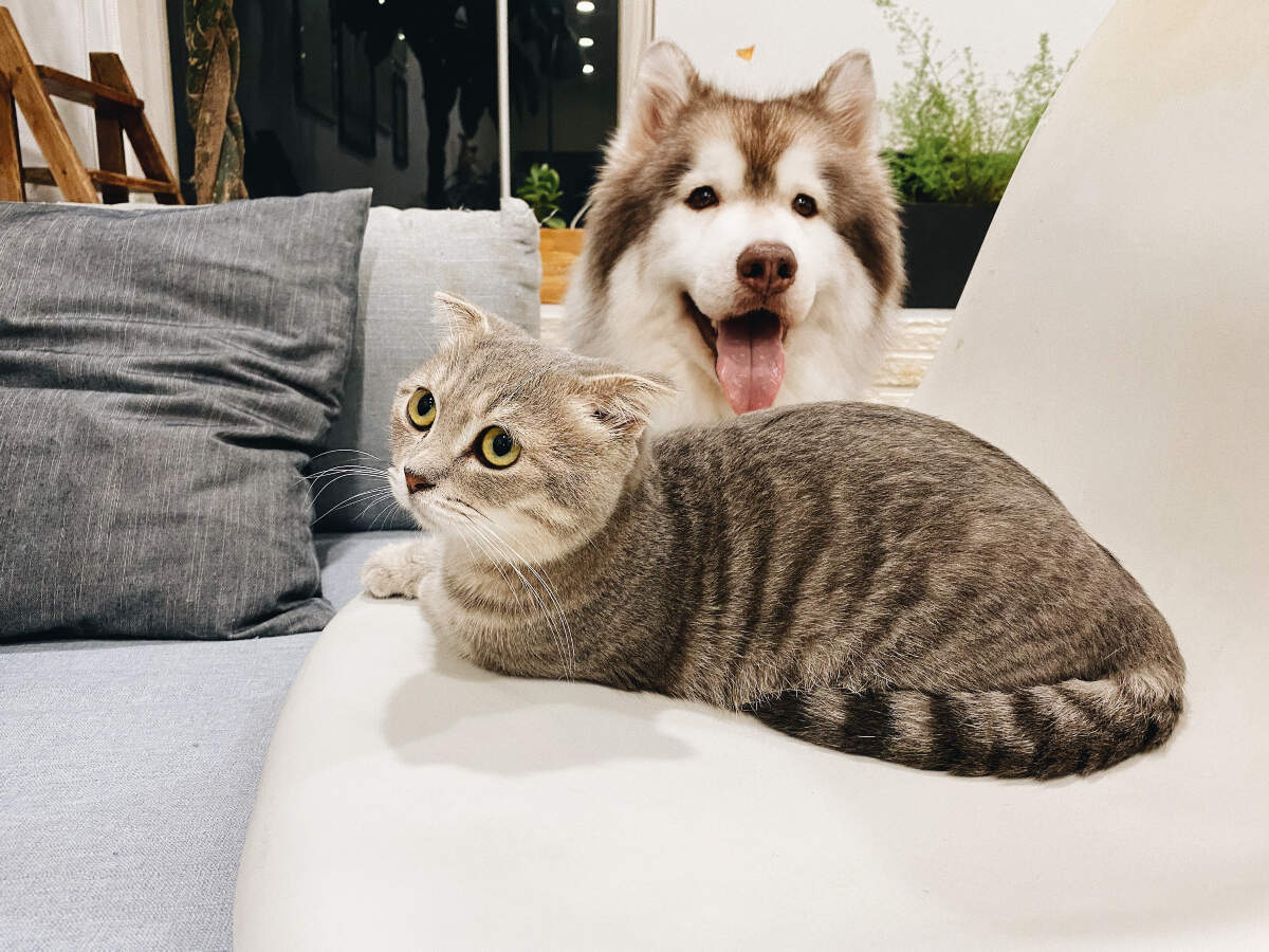 Cat lovers versus dog lovers: Here is how they are different