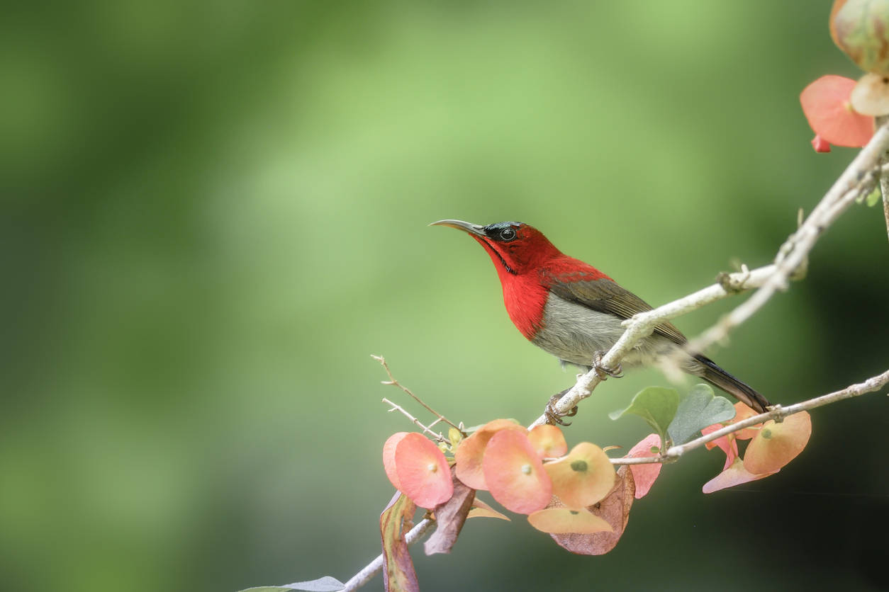 Don’t miss these two bird-watching opportunities in Mumbai Don’t miss these two bird-watching opportunities in Mumbai