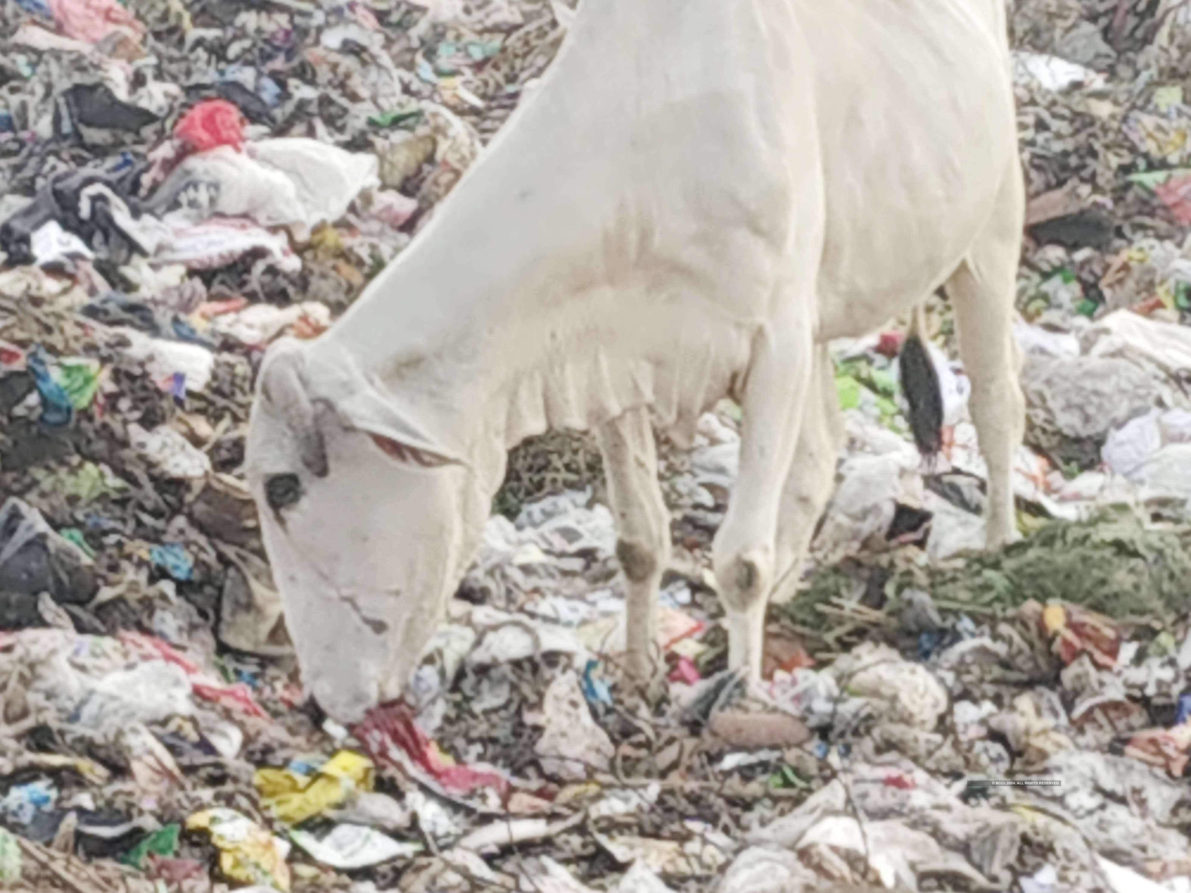 Holy cows graze on coronavirus-related medical waste
