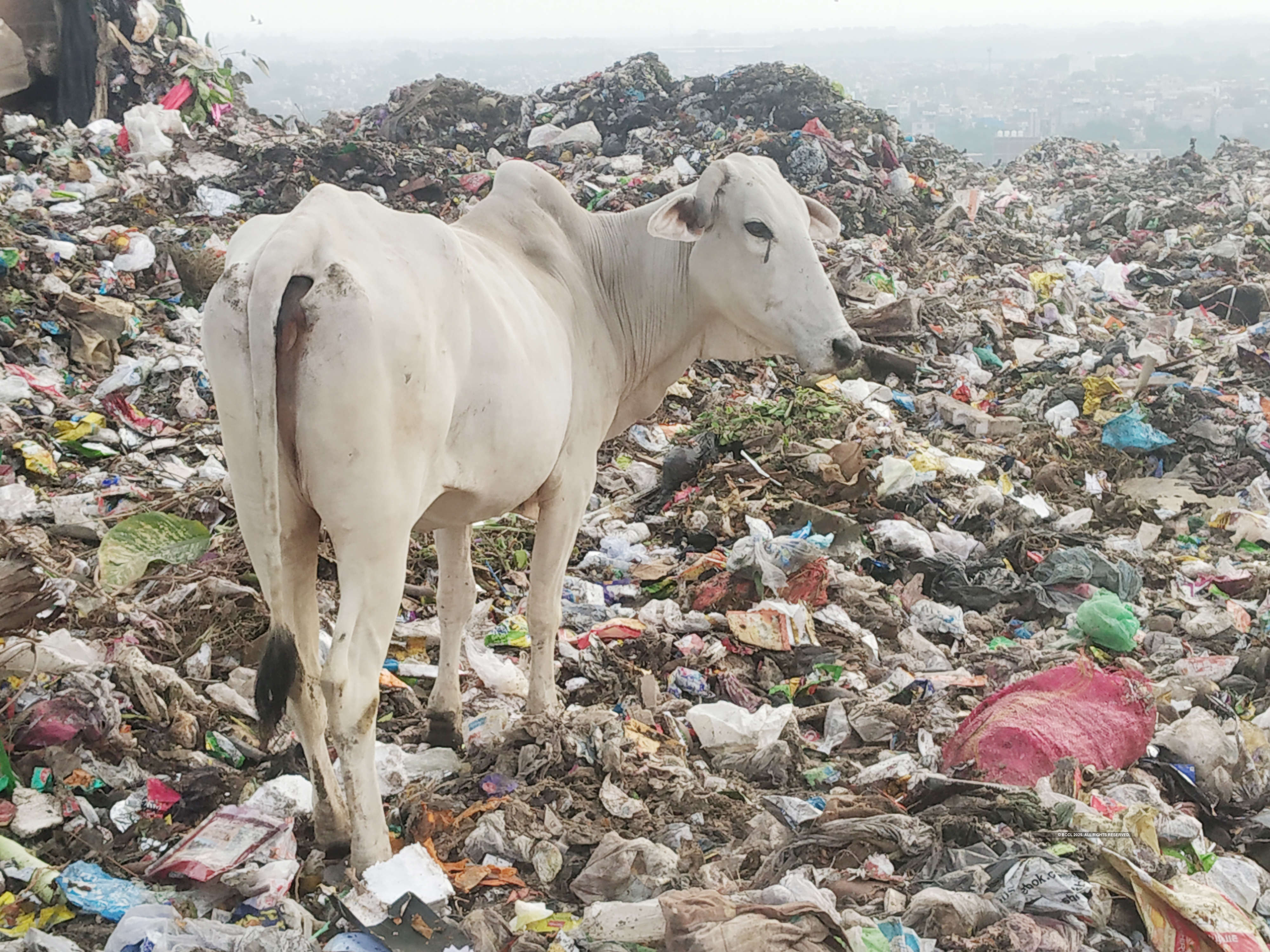 Holy cows graze on coronavirus-related medical waste