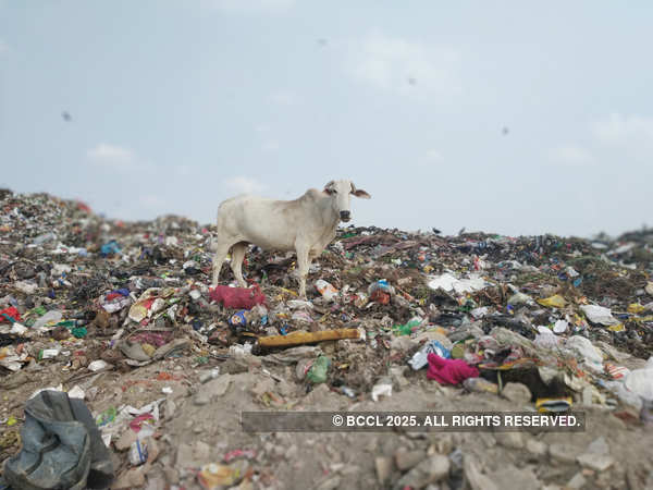 Holy cows graze on coronavirus-related medical waste