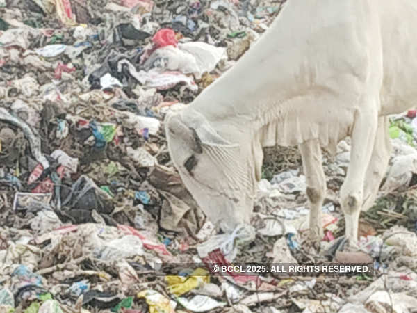 Holy cows graze on coronavirus-related medical waste