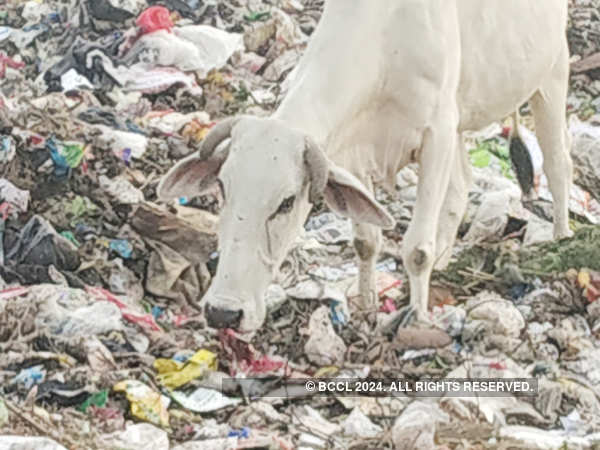 Holy cows graze on coronavirus-related medical waste