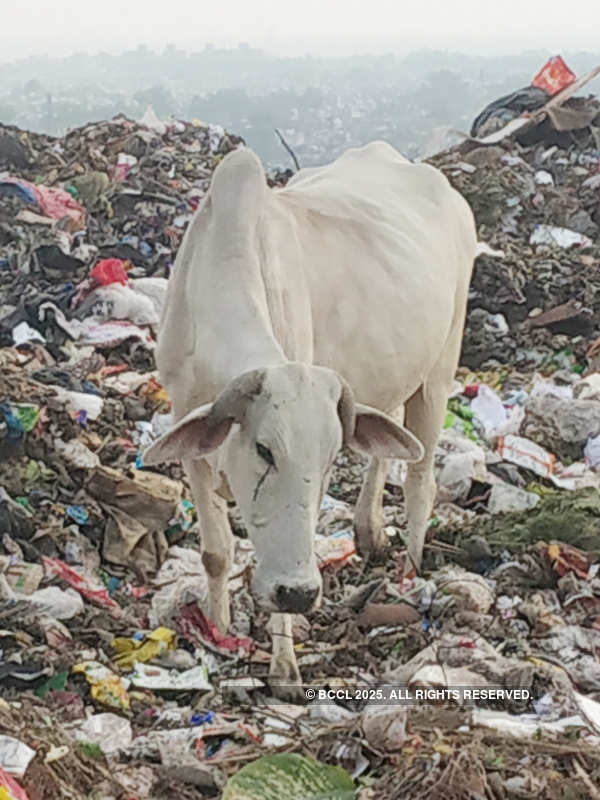 Holy cows graze on coronavirus-related medical waste