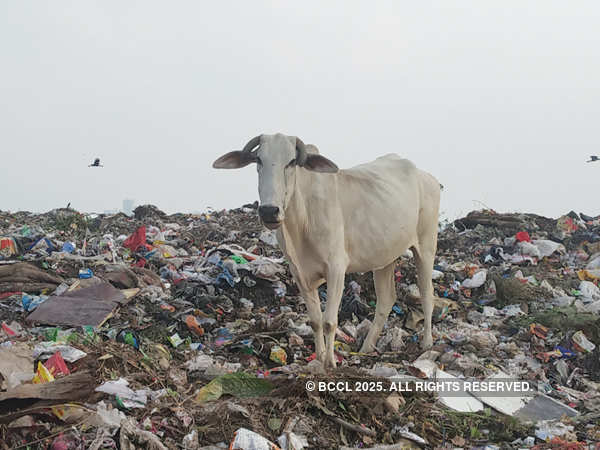 Holy cows graze on coronavirus-related medical waste